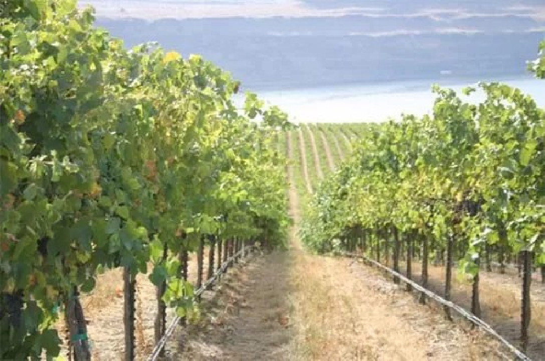 PC csepegtető cső Dynomac PC DN 20 mm 100 cm, 2 l/h, 300 m nyomás kompenzált ( föld alá is fektethető ) ( 119 Ft / m )