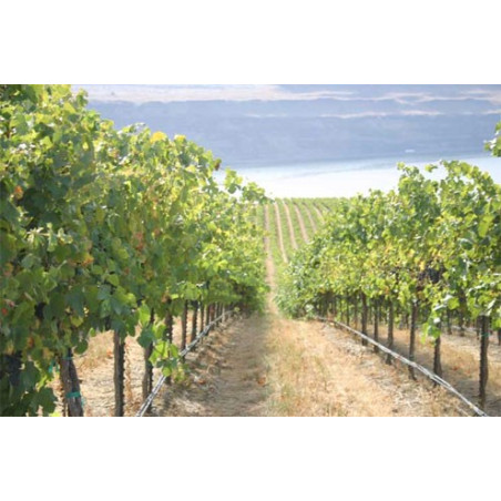 PC csepegtető cső Dynomac PC DN 16 mm 20 cm, 4 l/h, 50 m nyomás kompenzált ( föld alá is fektethető )